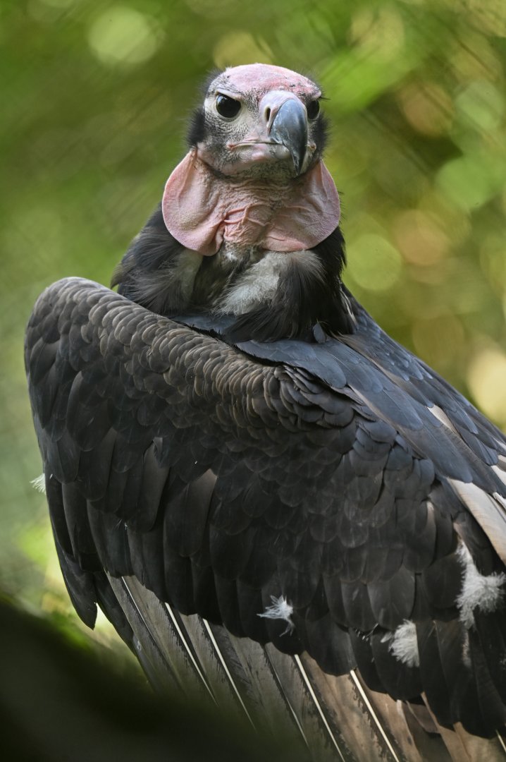 Red-headed Vulture Sarcogyps calvus
