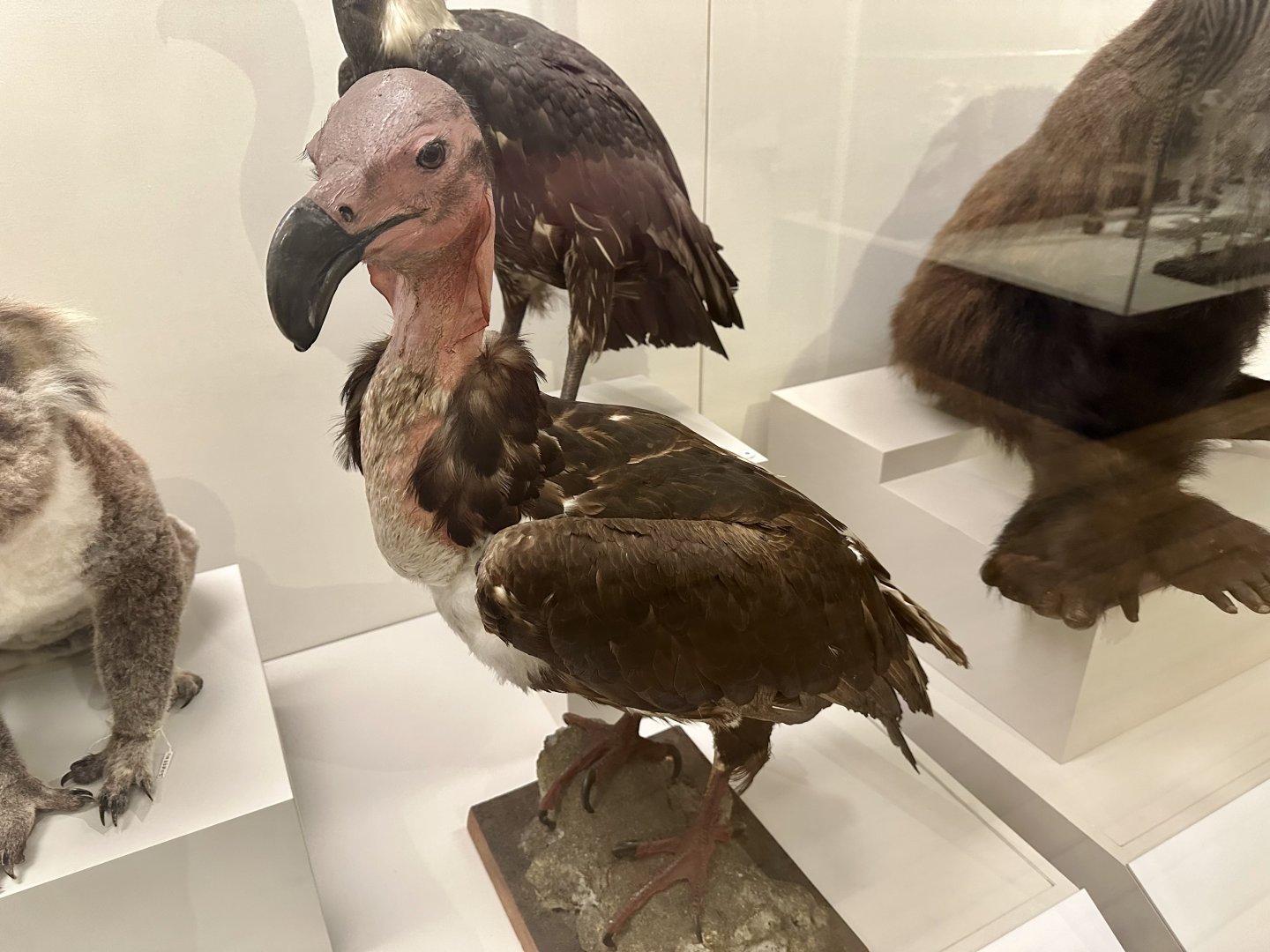 Red-headed vulture (Sarcogyps calvus)