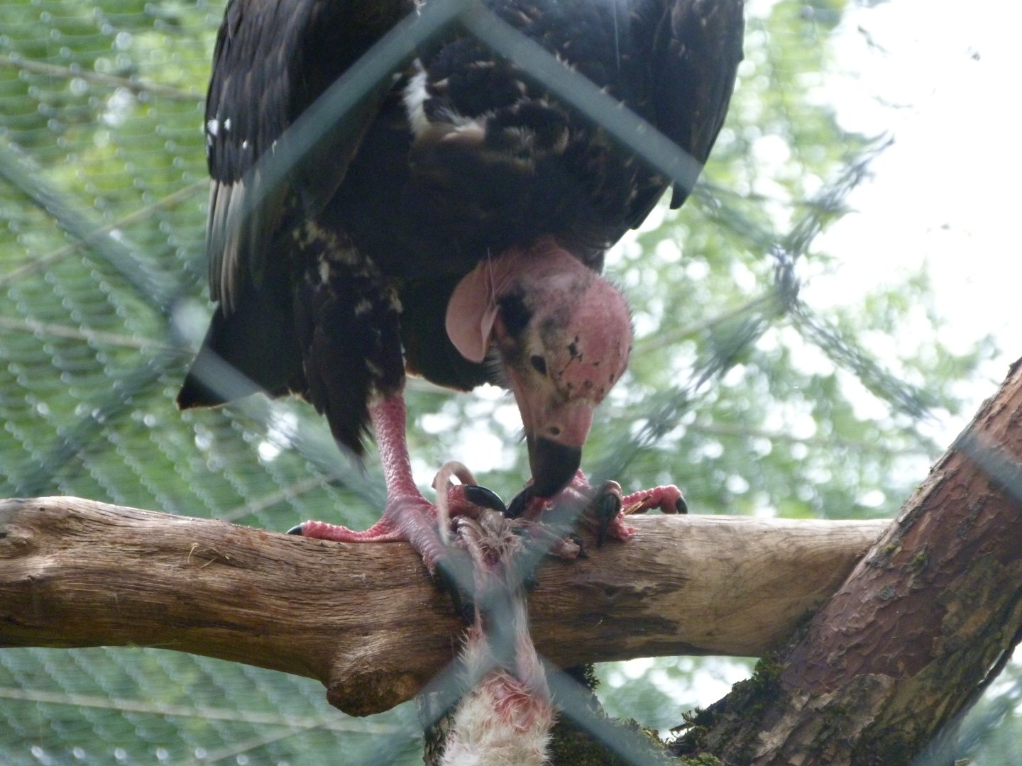 Red-headed vulture -Tierpark Berlin (2024)