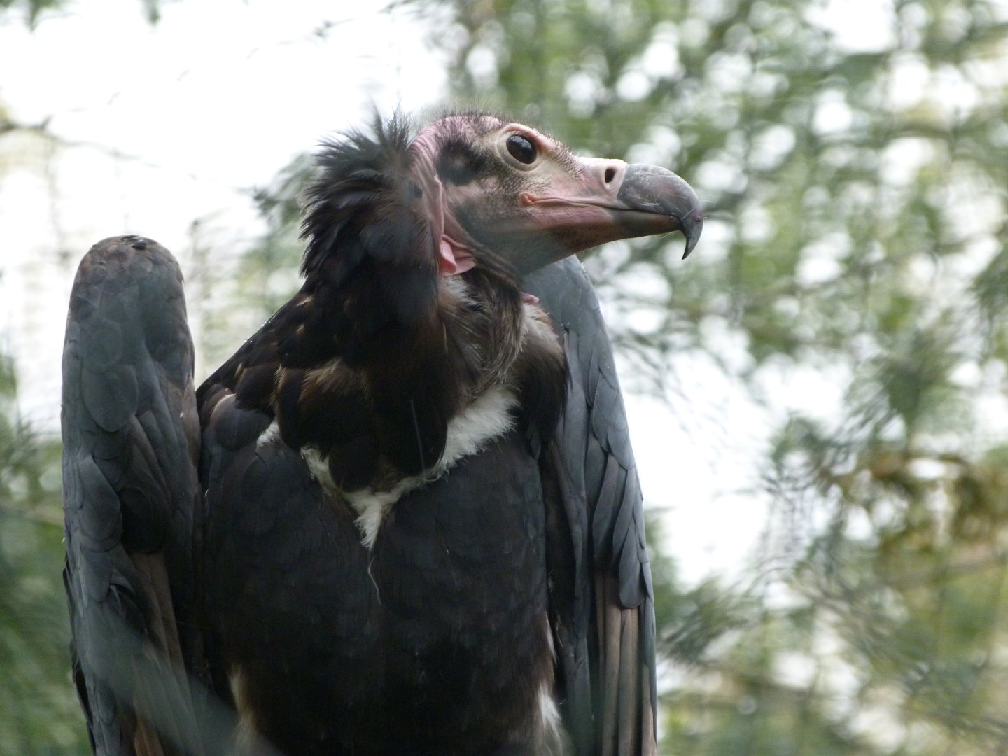 Red-headed vulture -Tierpark Berlin (2024)