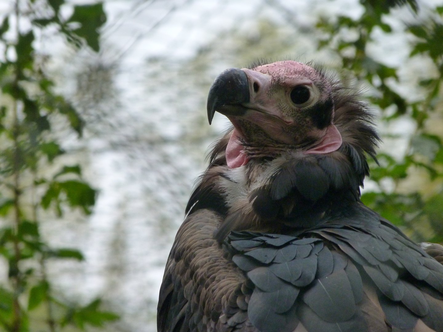 Red-headed vulture -Tierpark Berlin (2024)