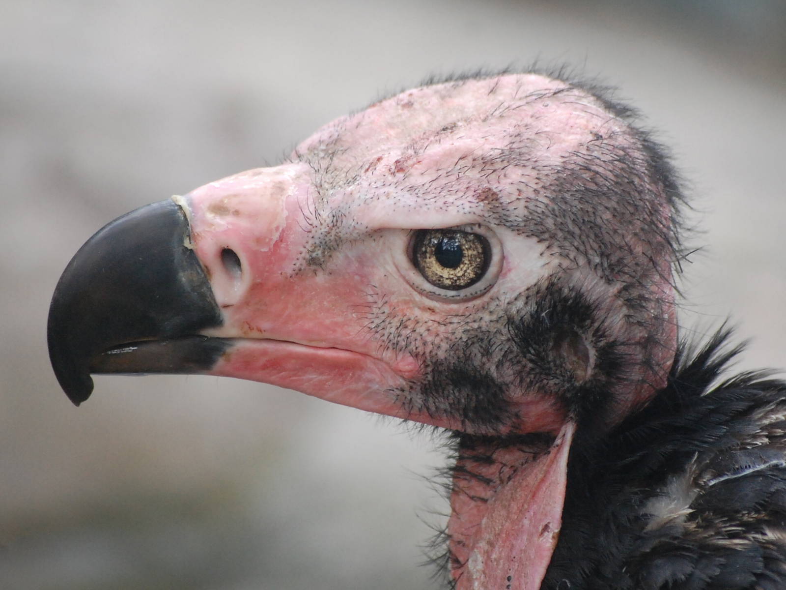 Red Headed Vulture