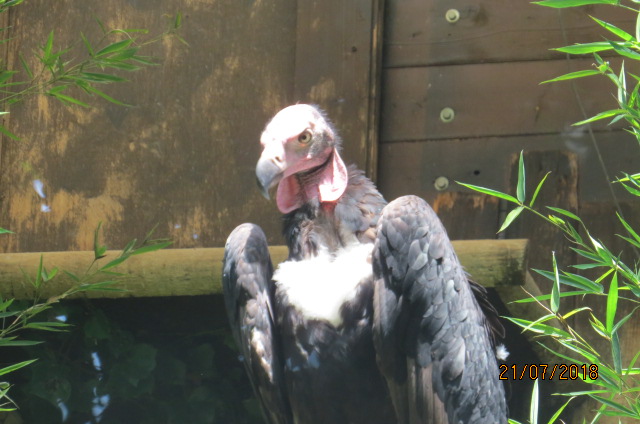 Red-headed Vulture