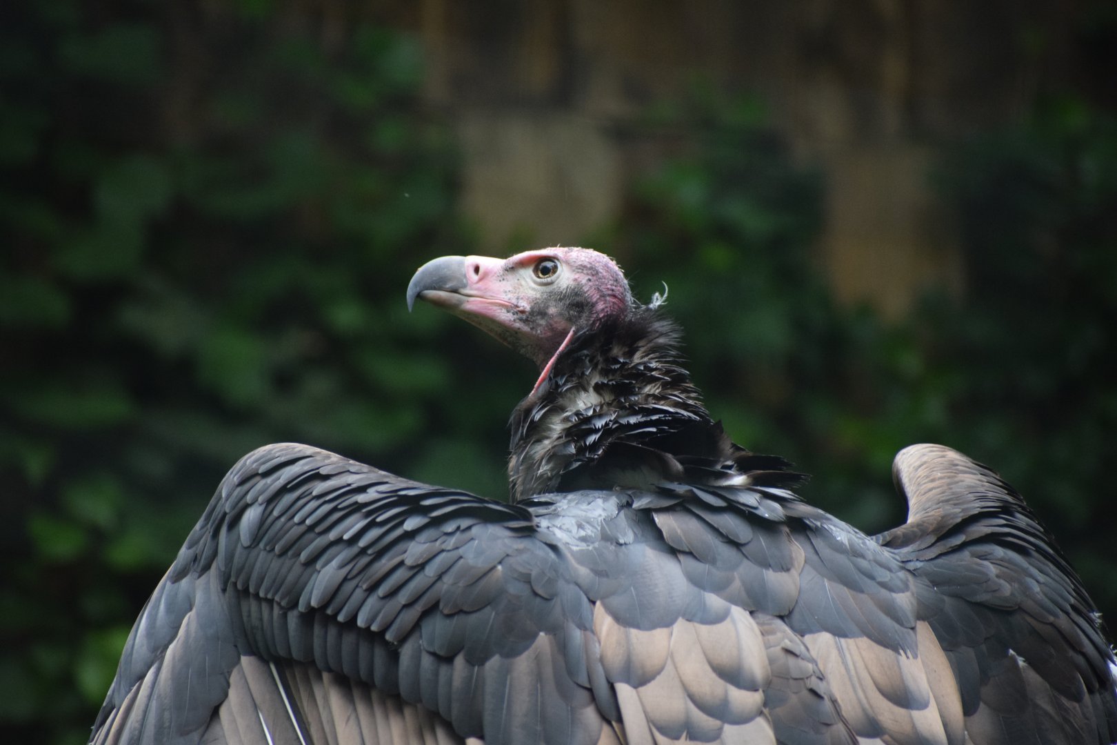 Red-headed vulture
