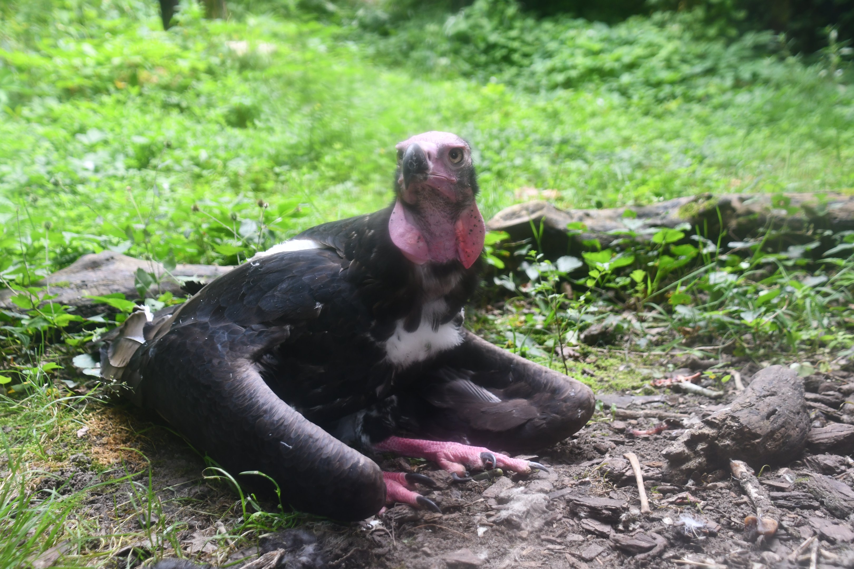 Red-headed Vulture