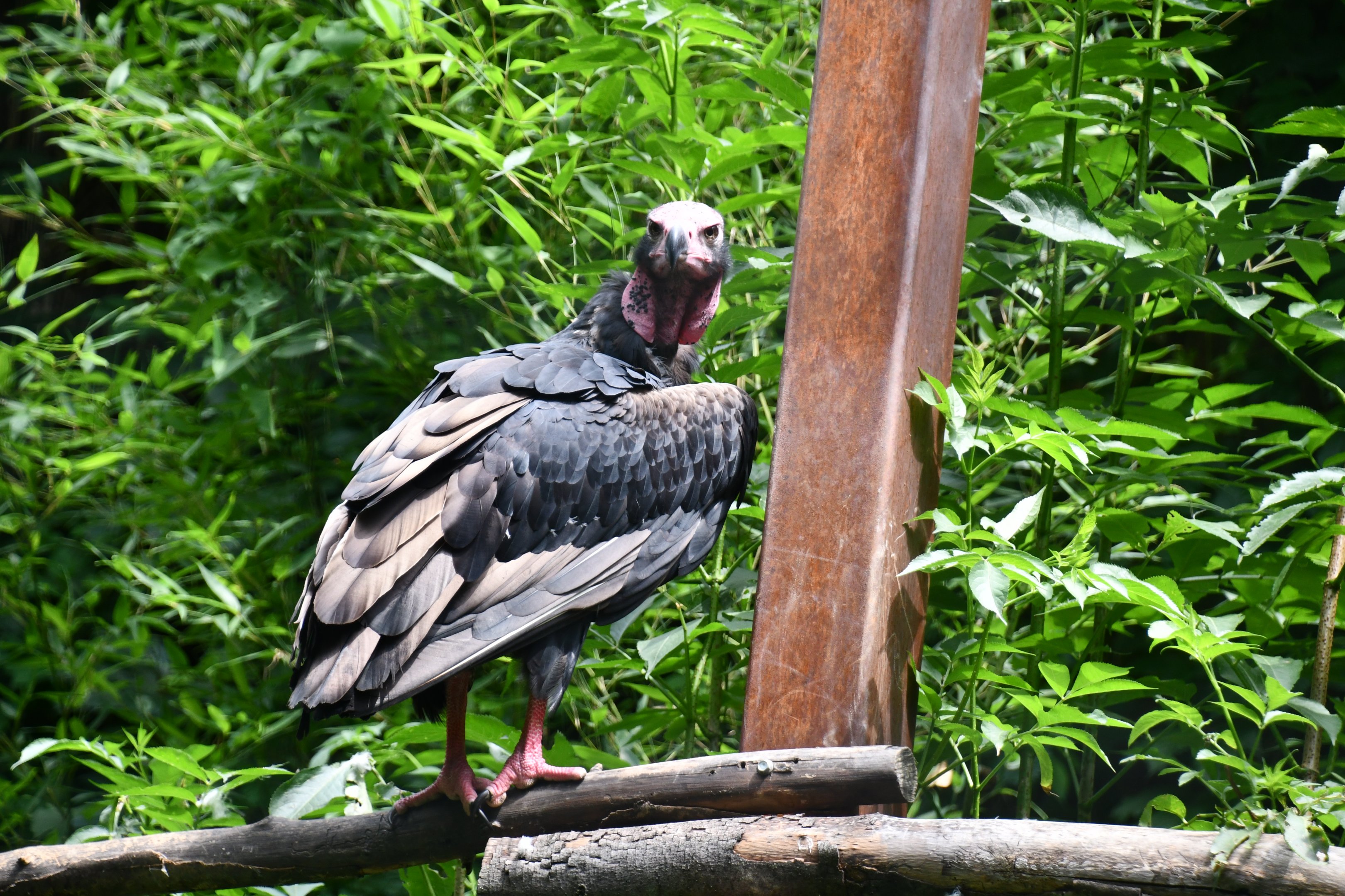 Red-headed Vulture