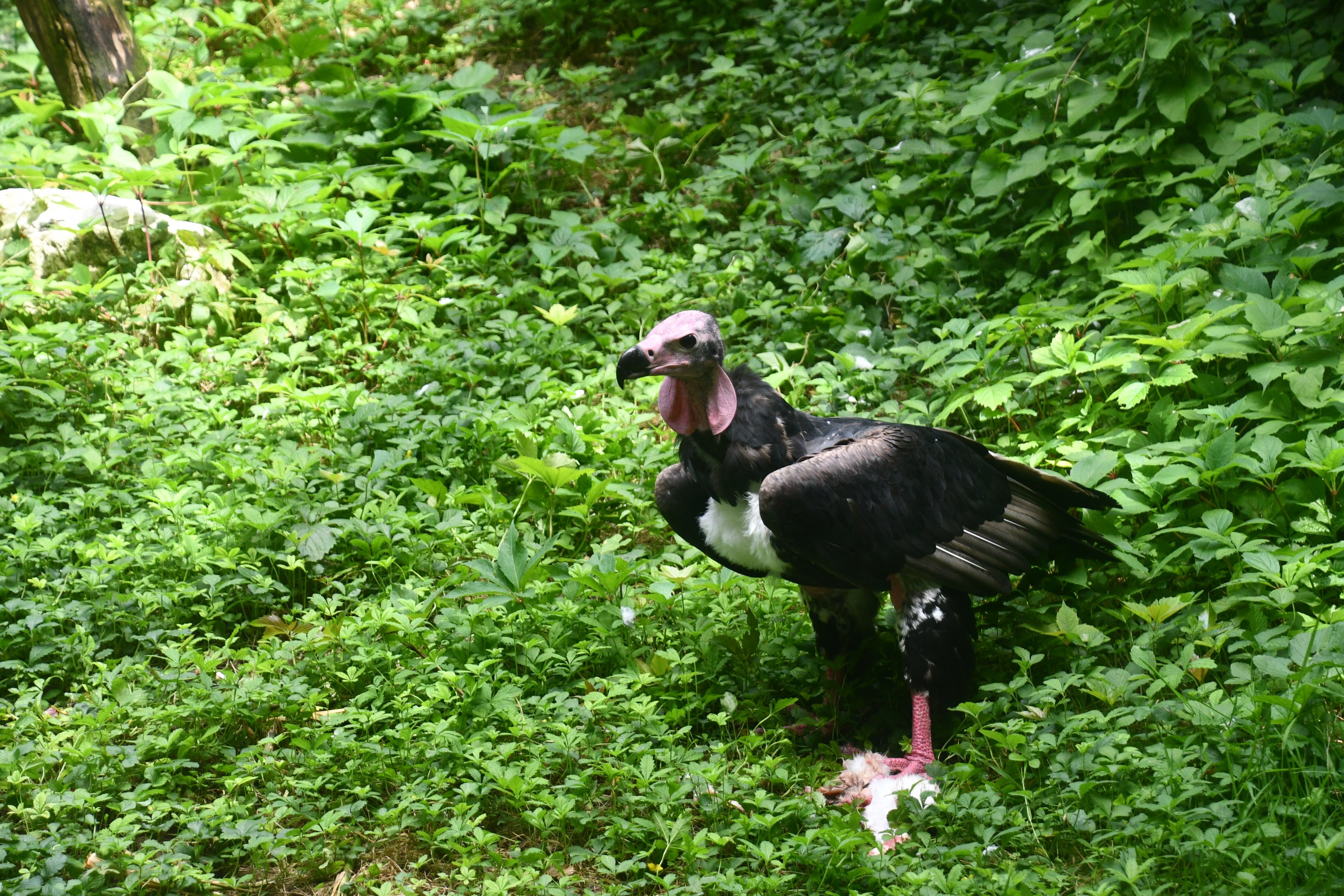 Red-headed Vulture