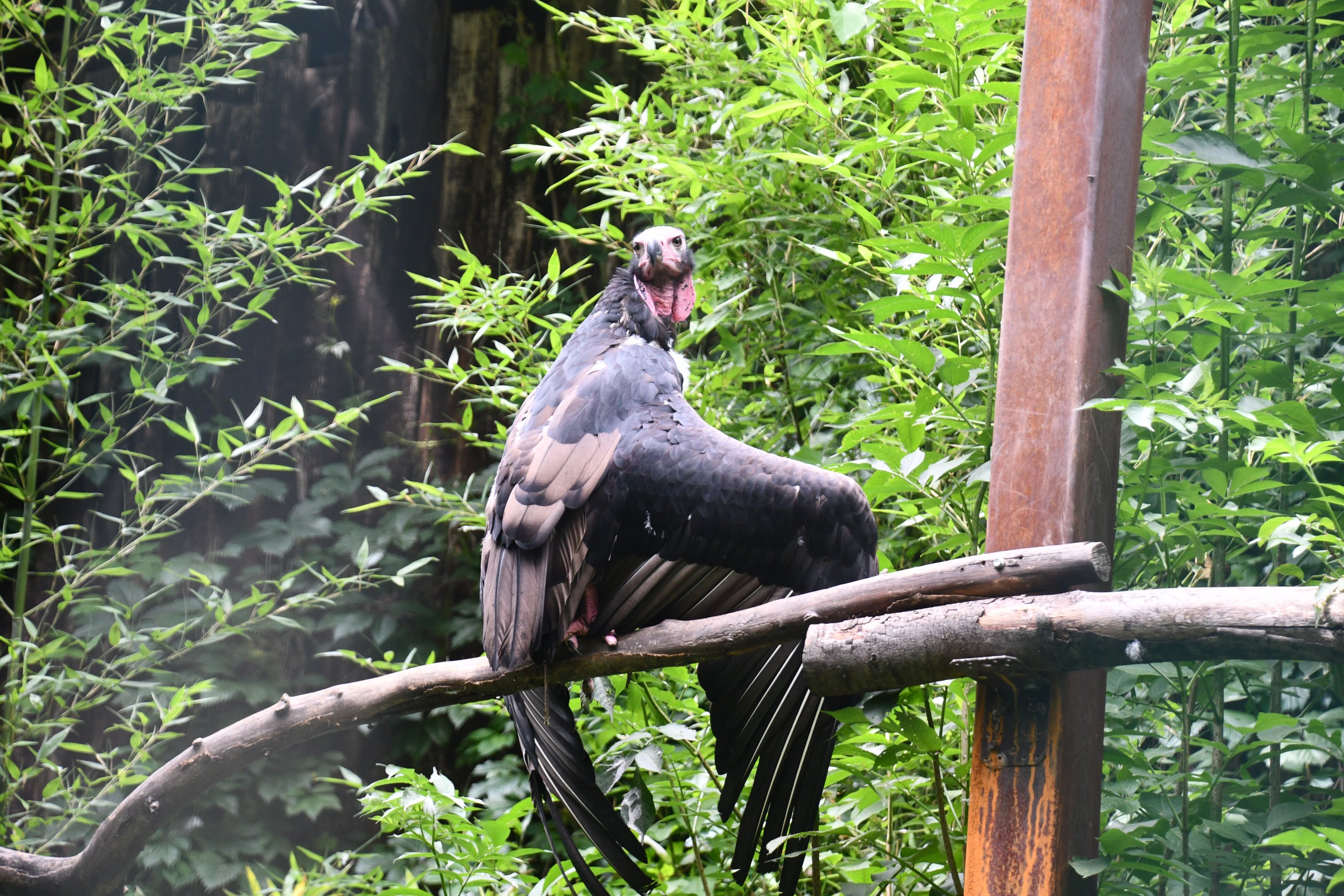 Red-headed Vulture