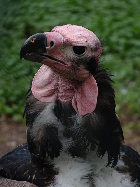 Red-headed vulture