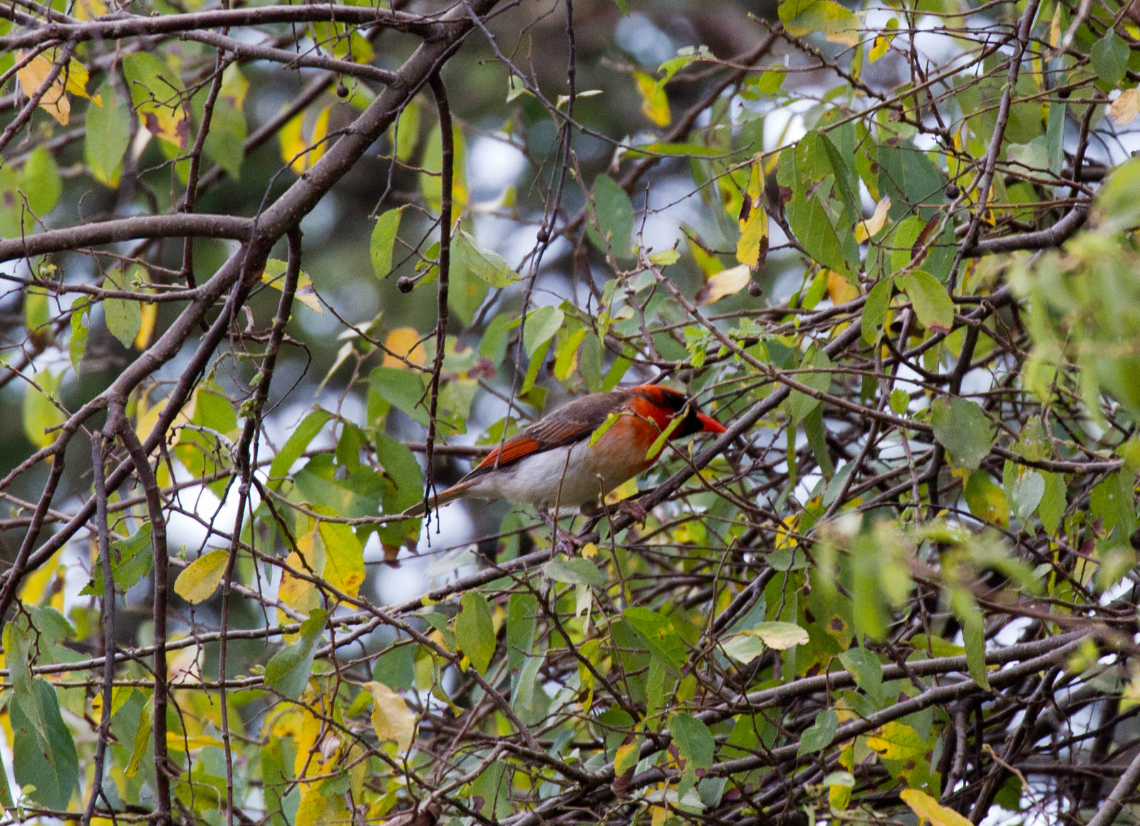 Red-headed Weaver