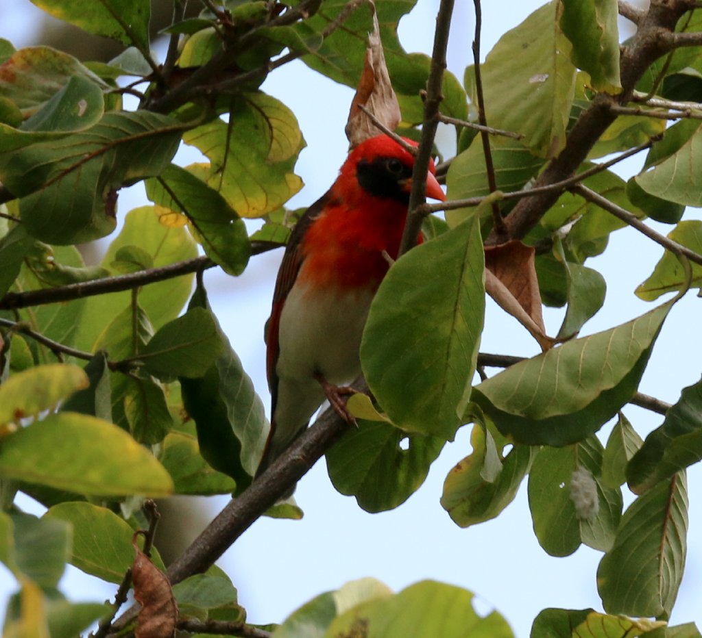 Red-headed Weaver