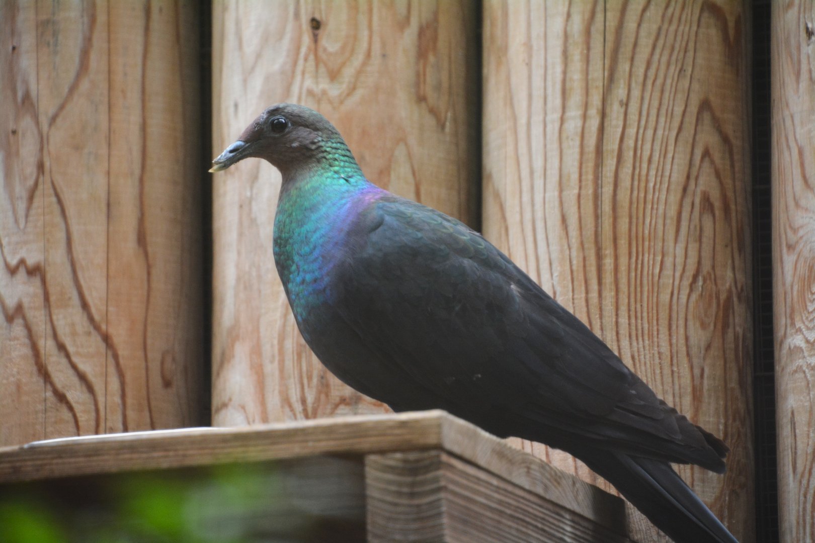 Red-headed wood pigeon (Columba janthina nitens)