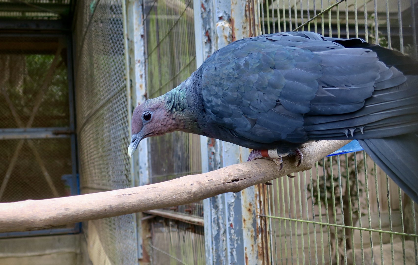 Red-Headed Wood Pigeon (Columba janthina nitens)