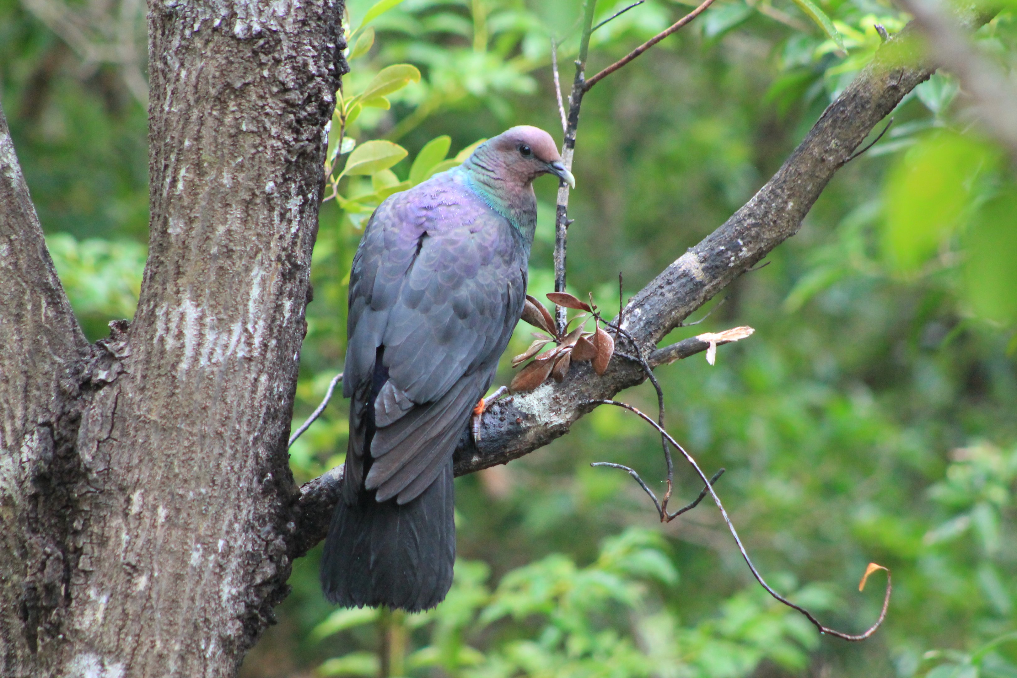 Red-headed Wood Pigeon (Columba janthina nitens)