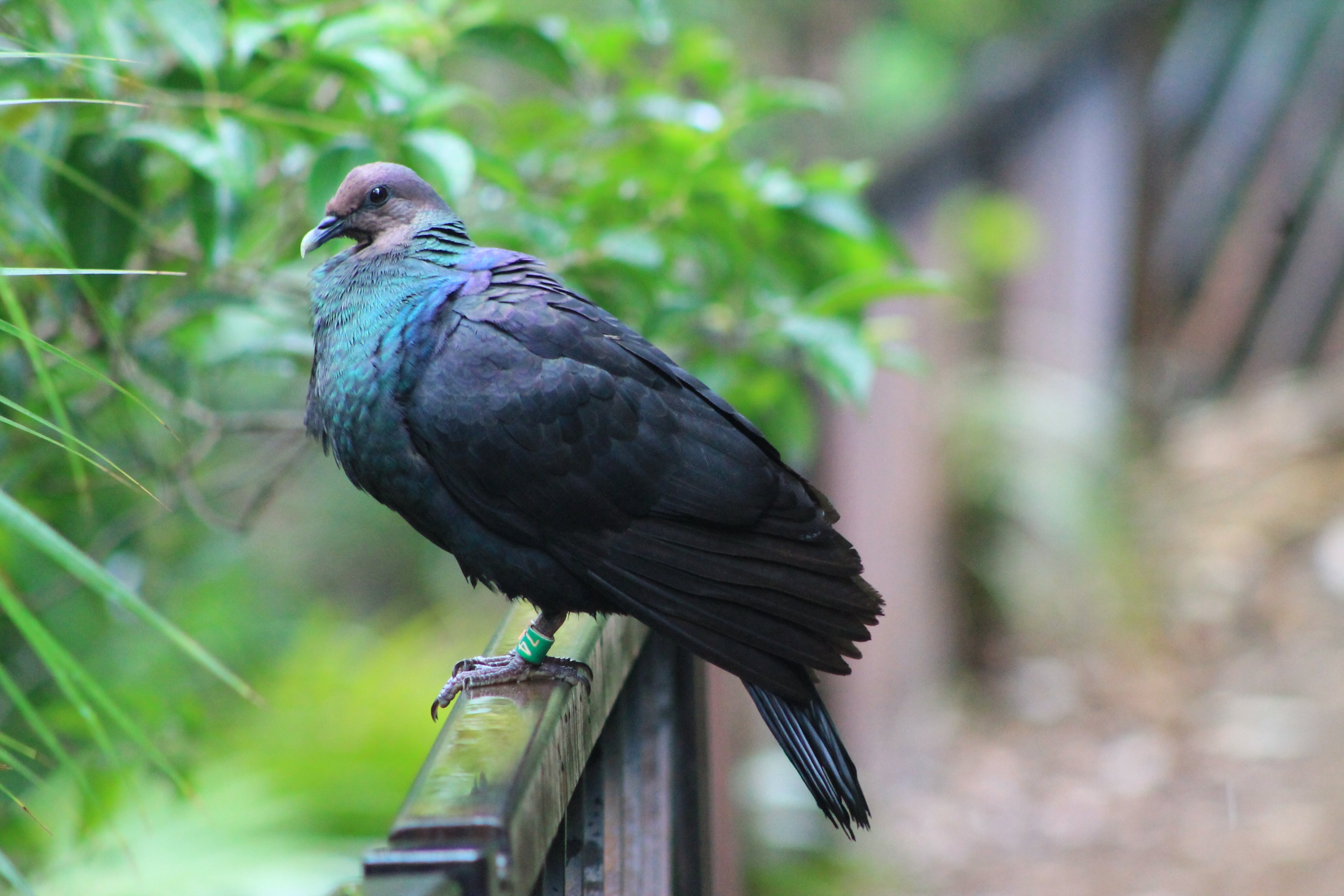 Red-headed Wood Pigeon (Columba janthina nitens)