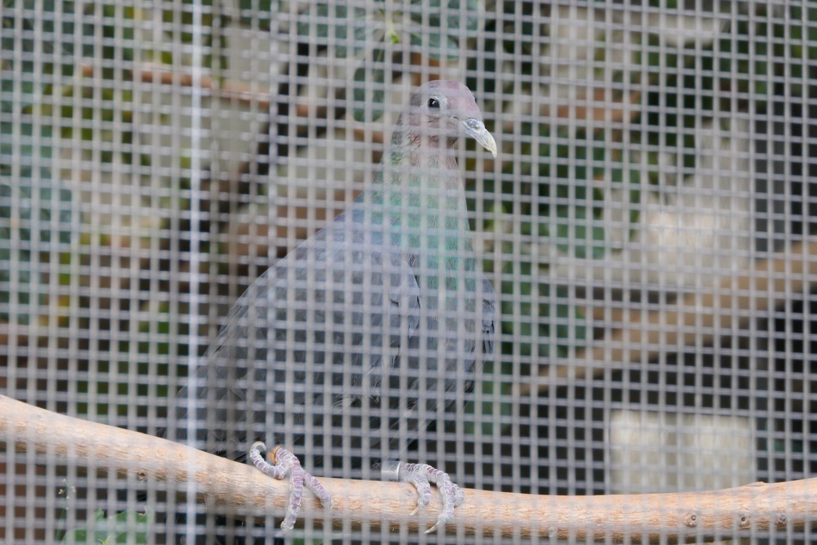 Red-headed Wood Pigeon (Columba janthina nitens)