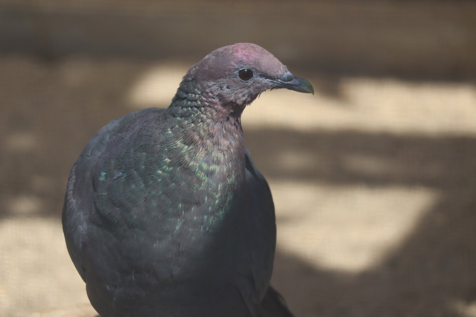 Red-Headed Wood Pigeon