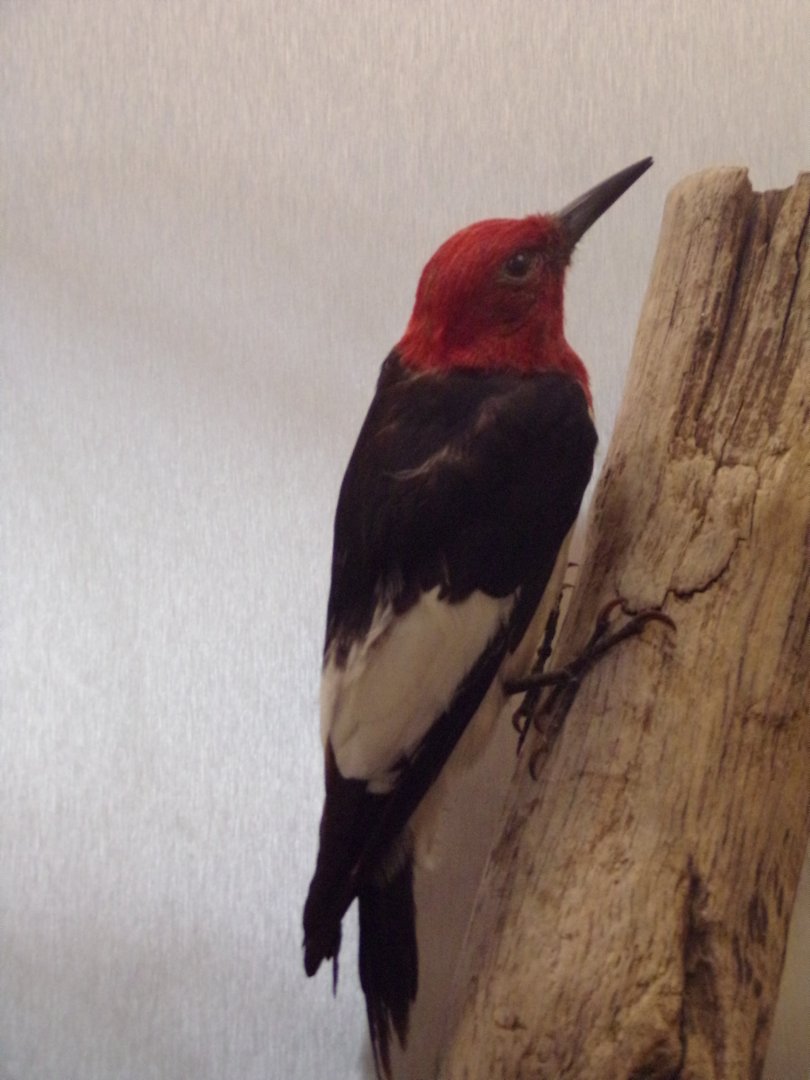 Red-headed woodpecker 26.8.23