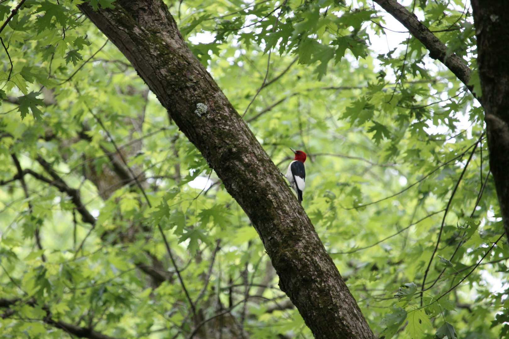 Red-Headed Woodpecker (Melanerpes erythrocephalus)