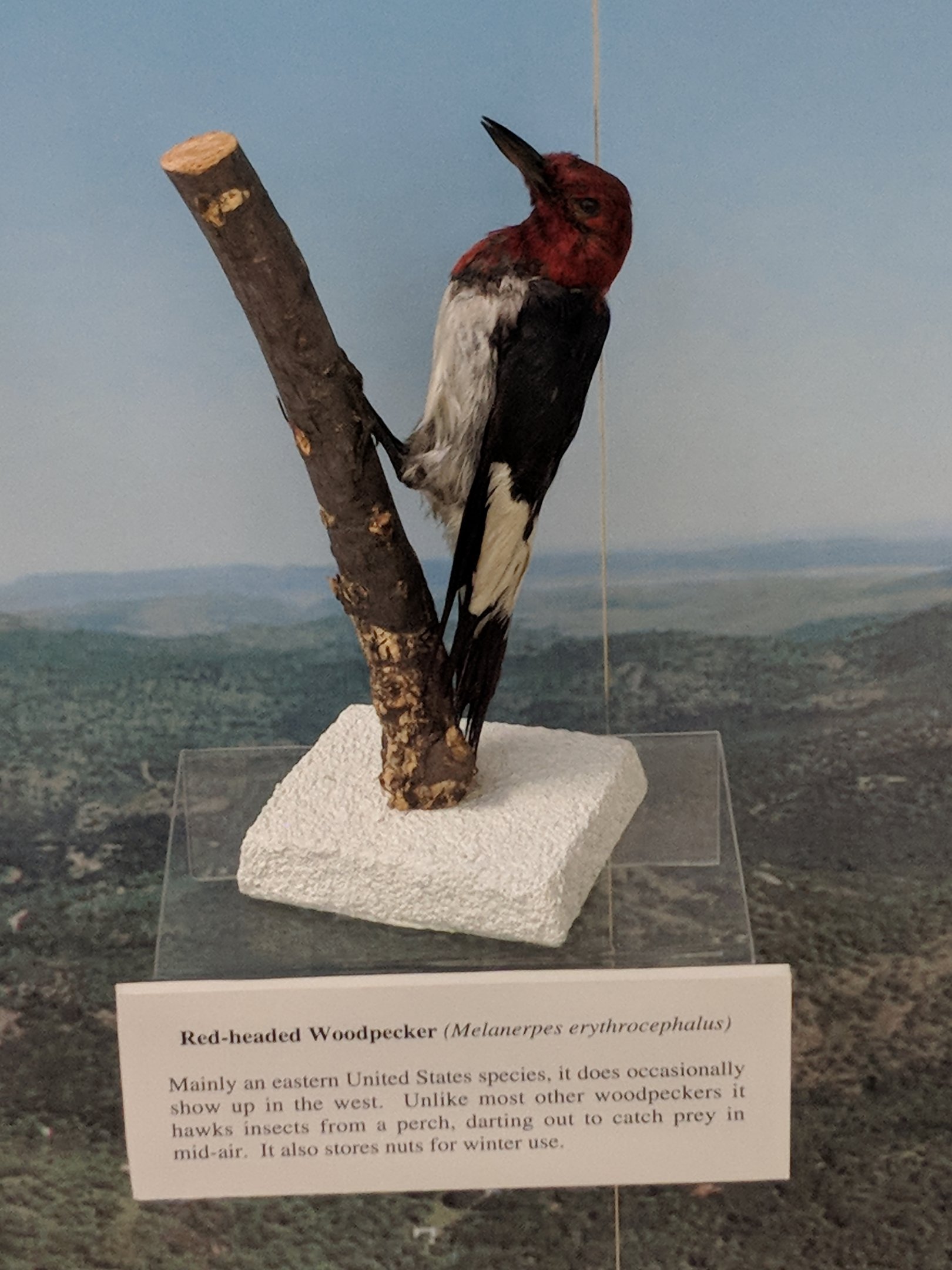 Red-headed woodpecker (Melanerpes erythrocephalus)