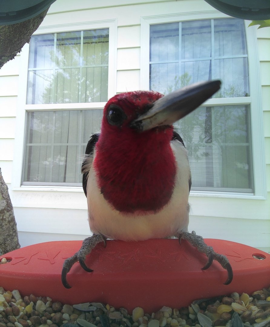 Red-Headed Woodpecker (Melanerpes erythrocephalus)