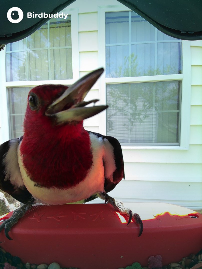 Red-Headed Woodpecker (Melanerpes erythrocephalus)