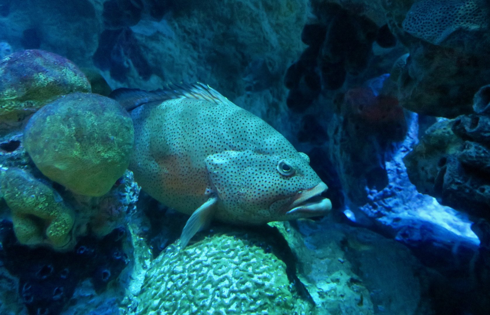 Red Hind (Epinephelus guttatus)