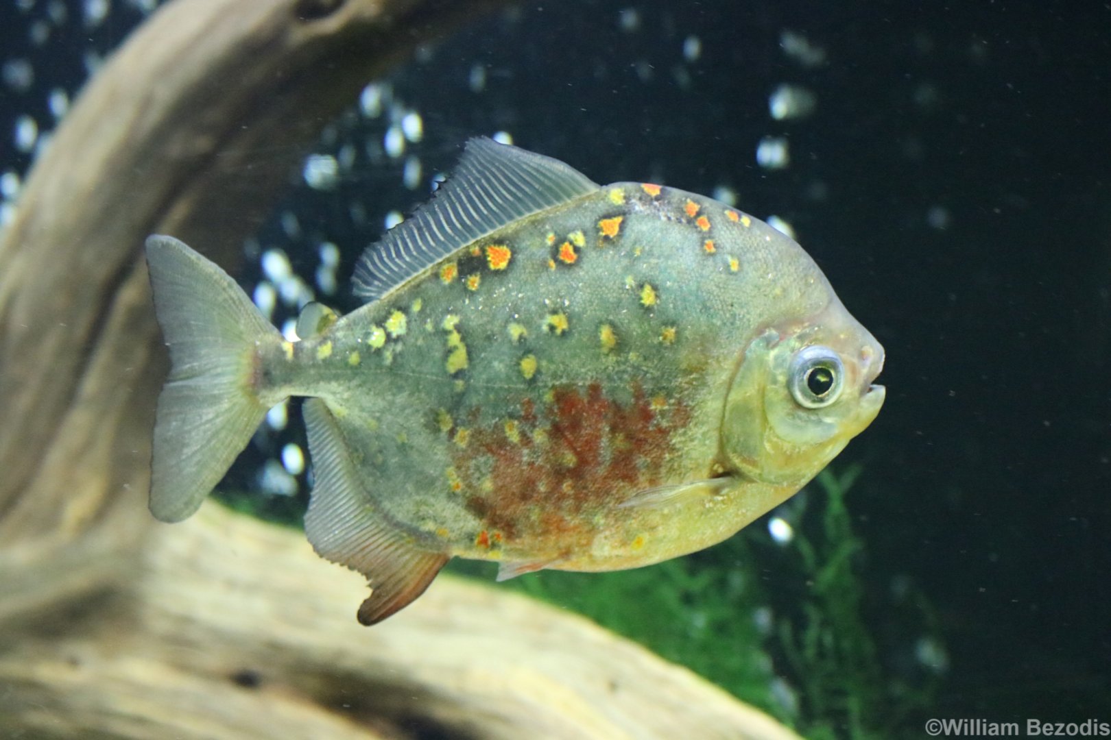 Red-hook Silver Dollar Fish