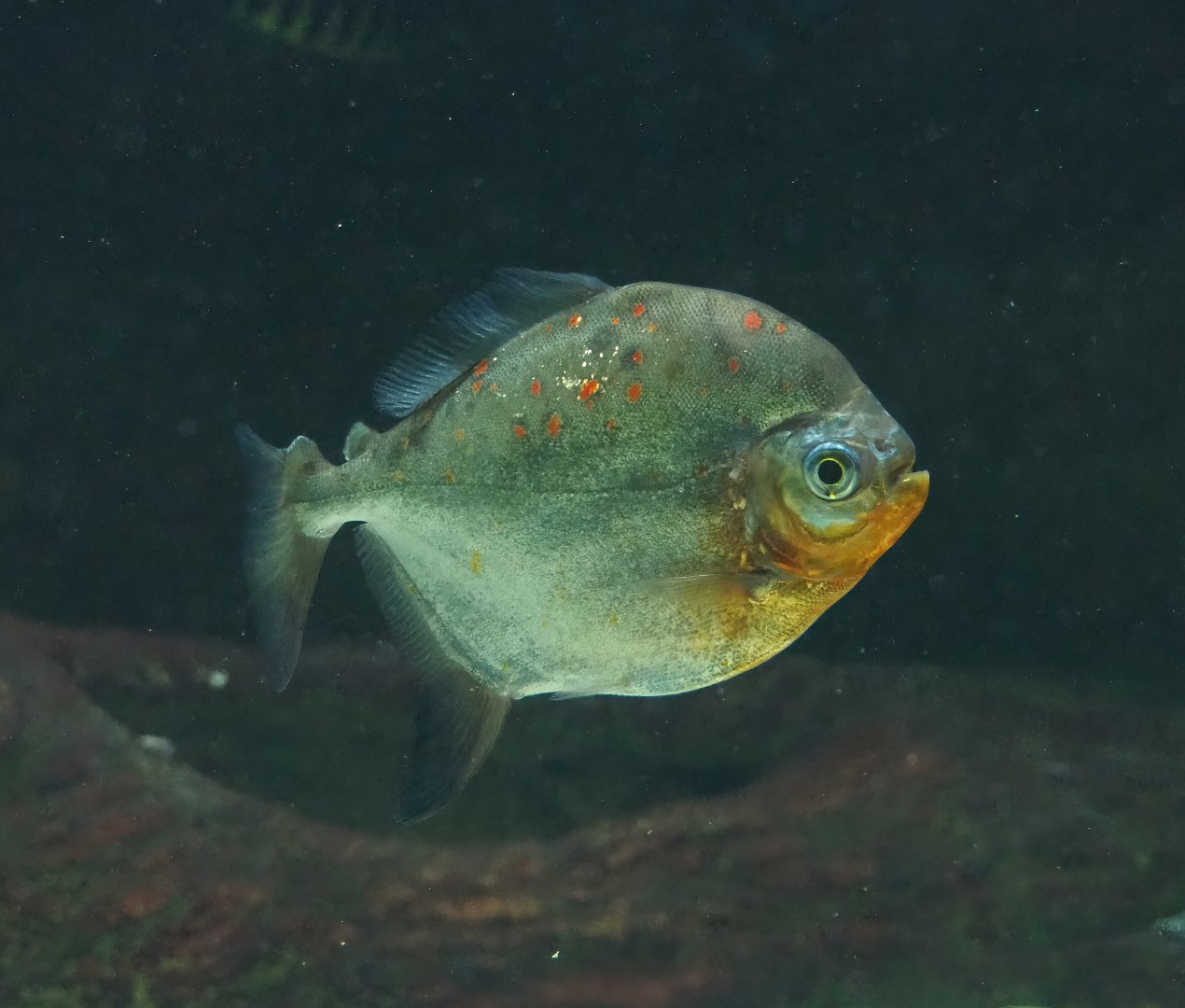 Red hook silver dollar (Myloplus rubripinnis), 2023-04-08