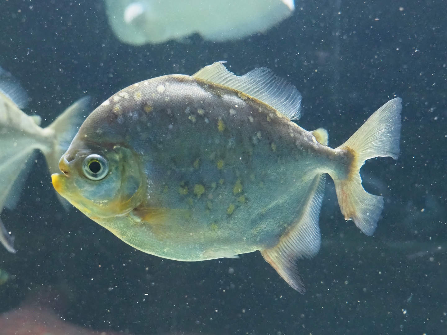 Red hook silver dollar (Myloplus rubripinnis), 2023-07-02