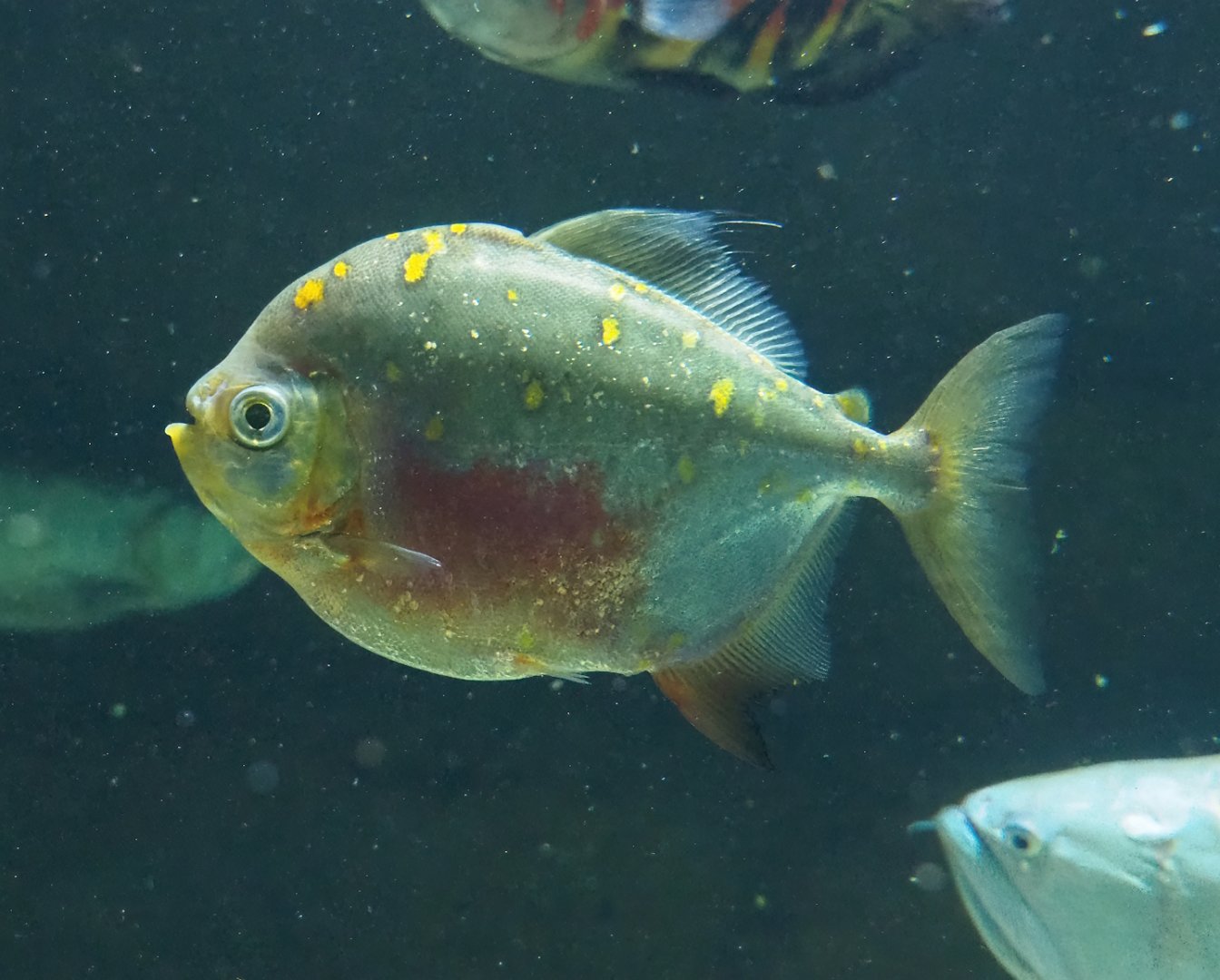 Red hook silver dollar (Myloplus rubripinnis), 2023-07-22