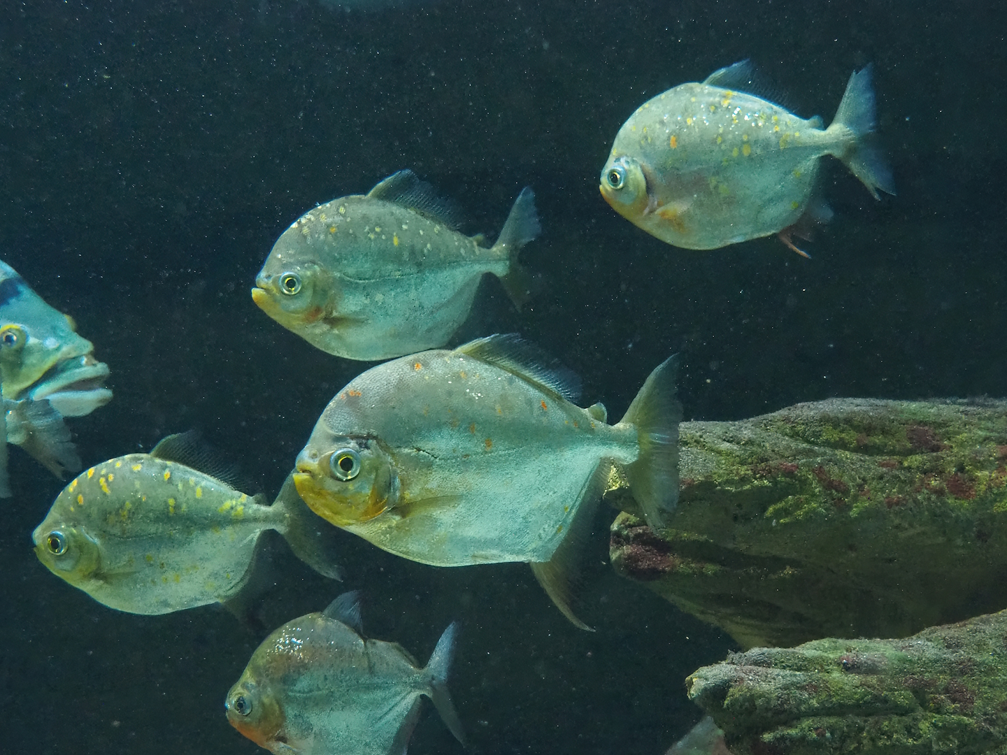 Red hook silver dollar (Myloplus rubripinnis) and Silver dollar (Metynnis altidorsalis), 2022-10-29