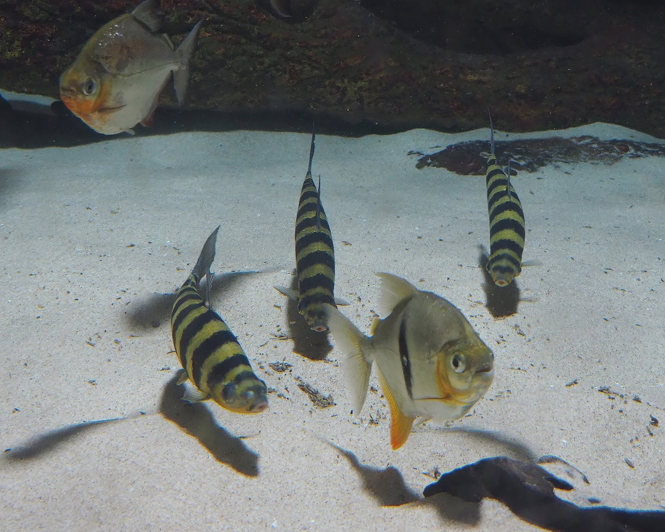 Red hook silver dollar (Myloplus rubripinnis), Black barred Myleus schomburgkii) and Banded Leporinus (Leporinus fasciatus), 2022-08-16