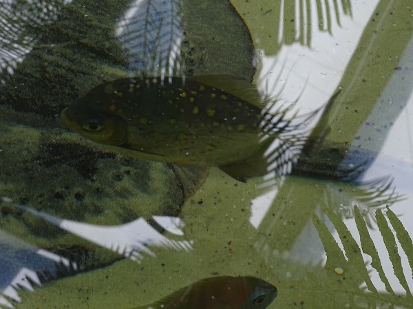 Red hook silver dollar (Myloplus rubripinnis)