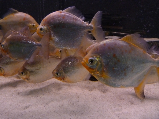 Red Hook silver dollar