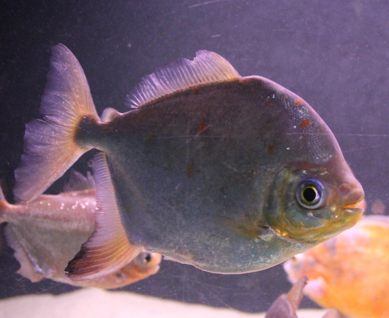 Red-hook Silver Dollar