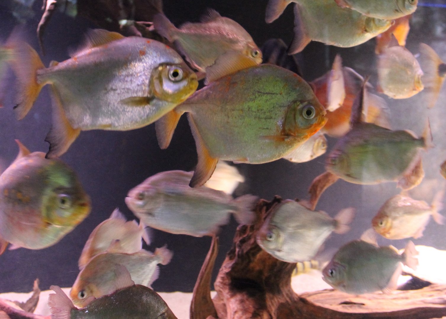 Red-hook Silver Dollars