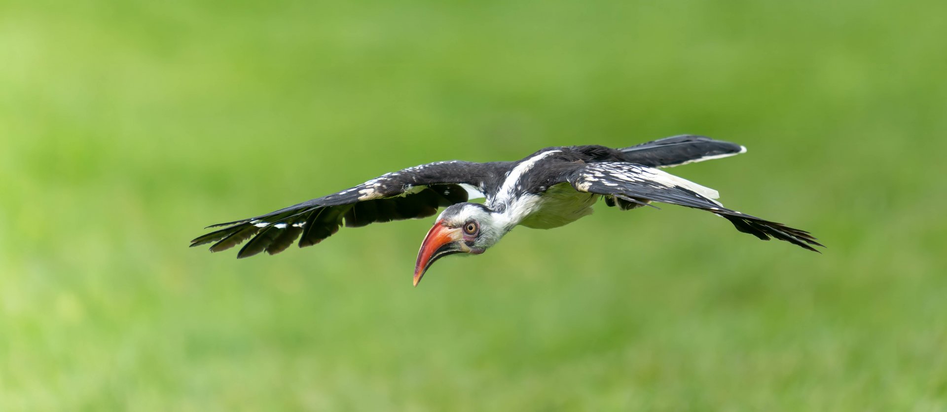 Red hornbill, ZSL Whipsnade, UK