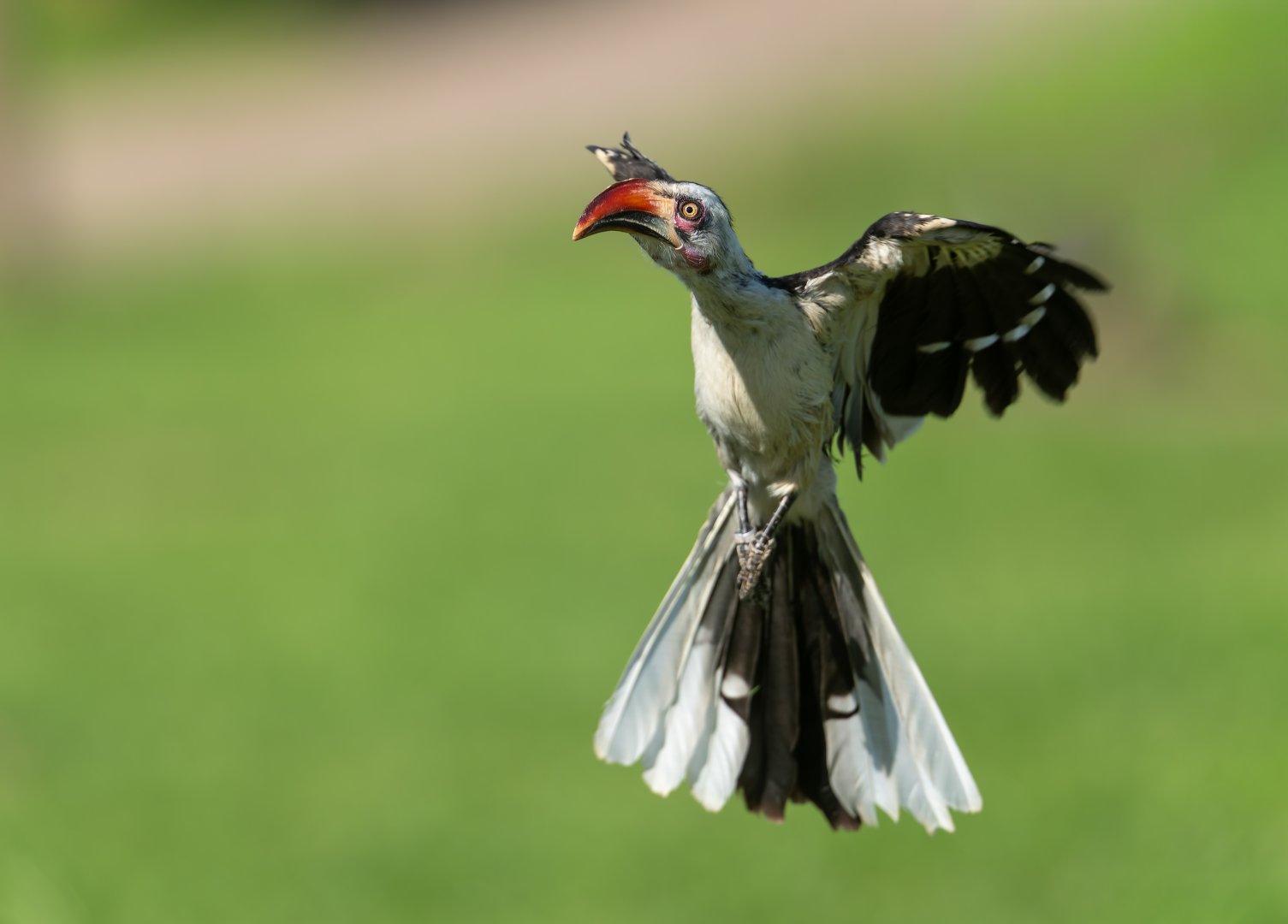 Red hornbill, ZSL Whipsnade, UK