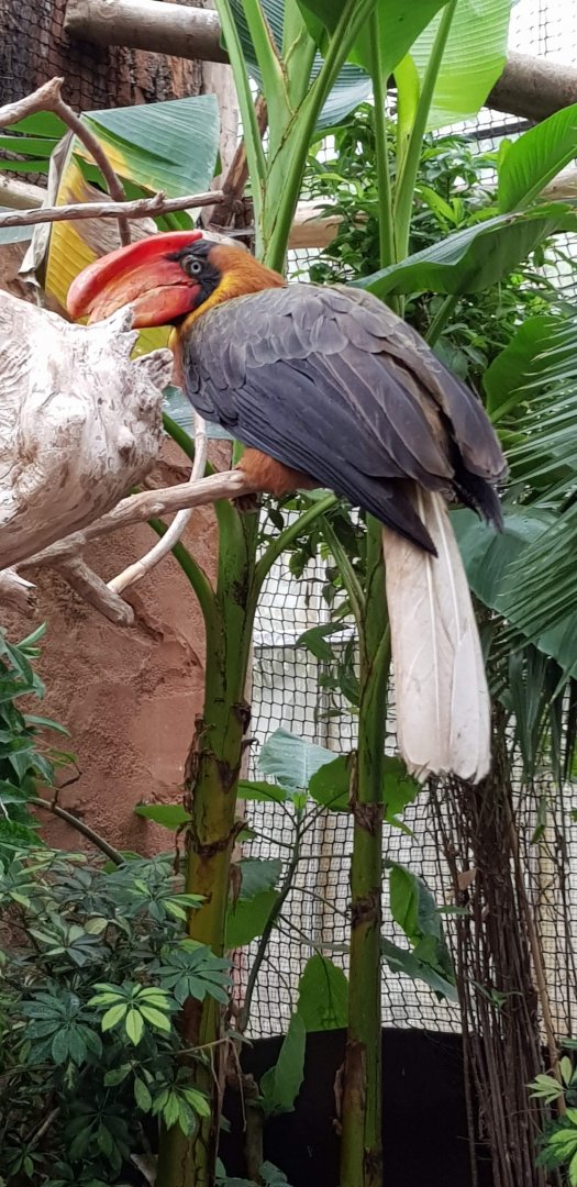 Red hornbill