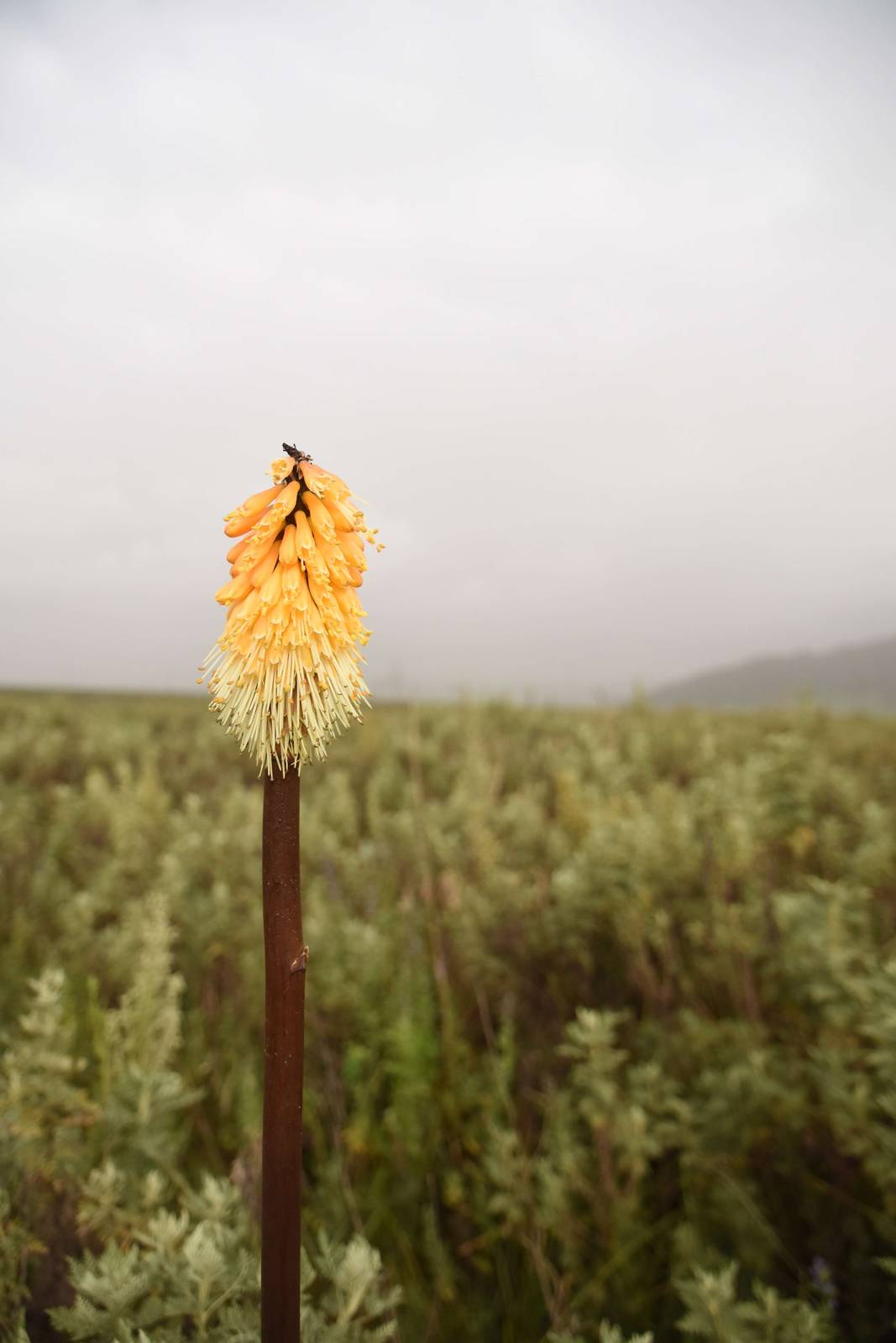 Red hot poker flower