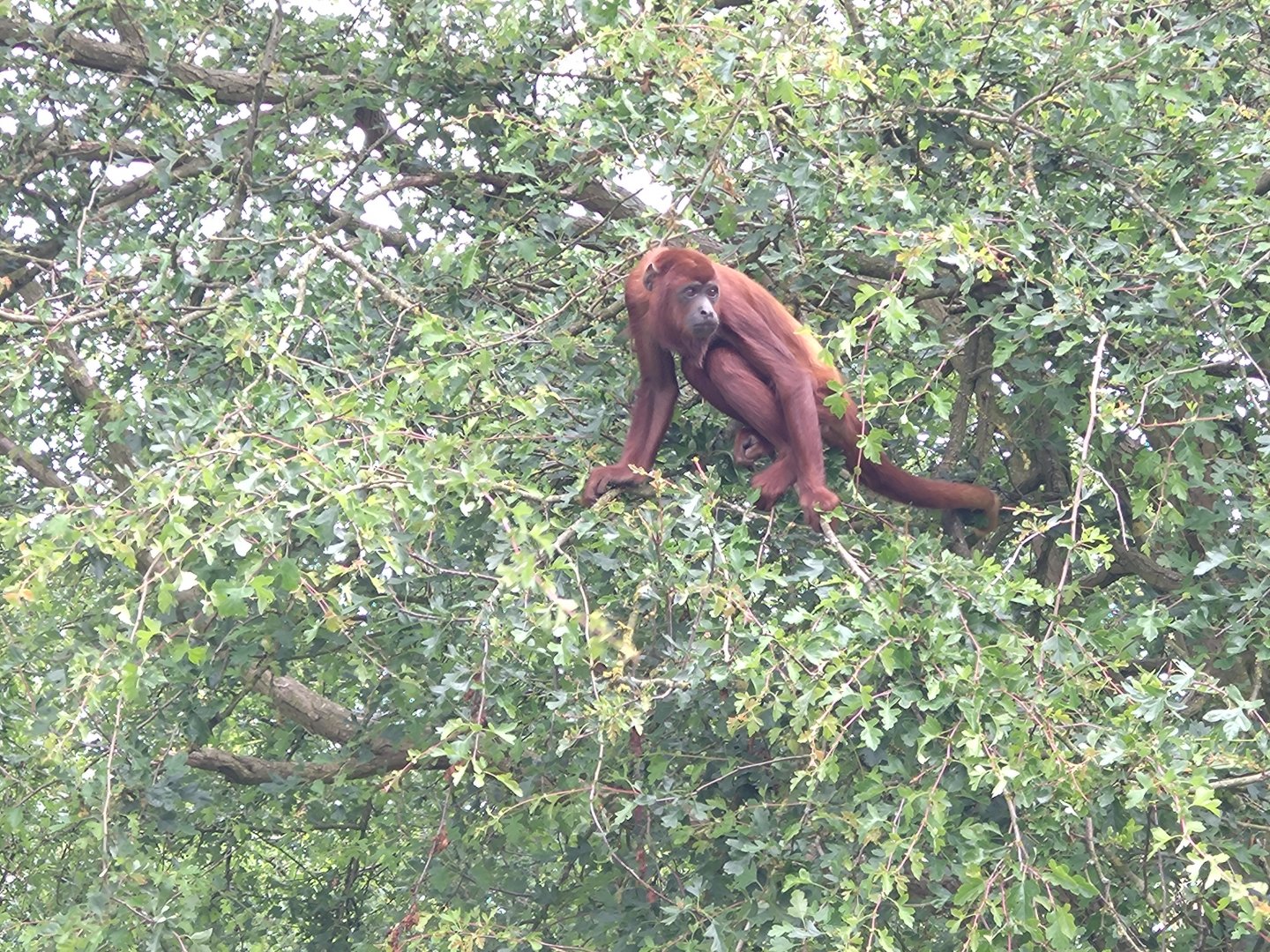 Red Howler 6/6/24