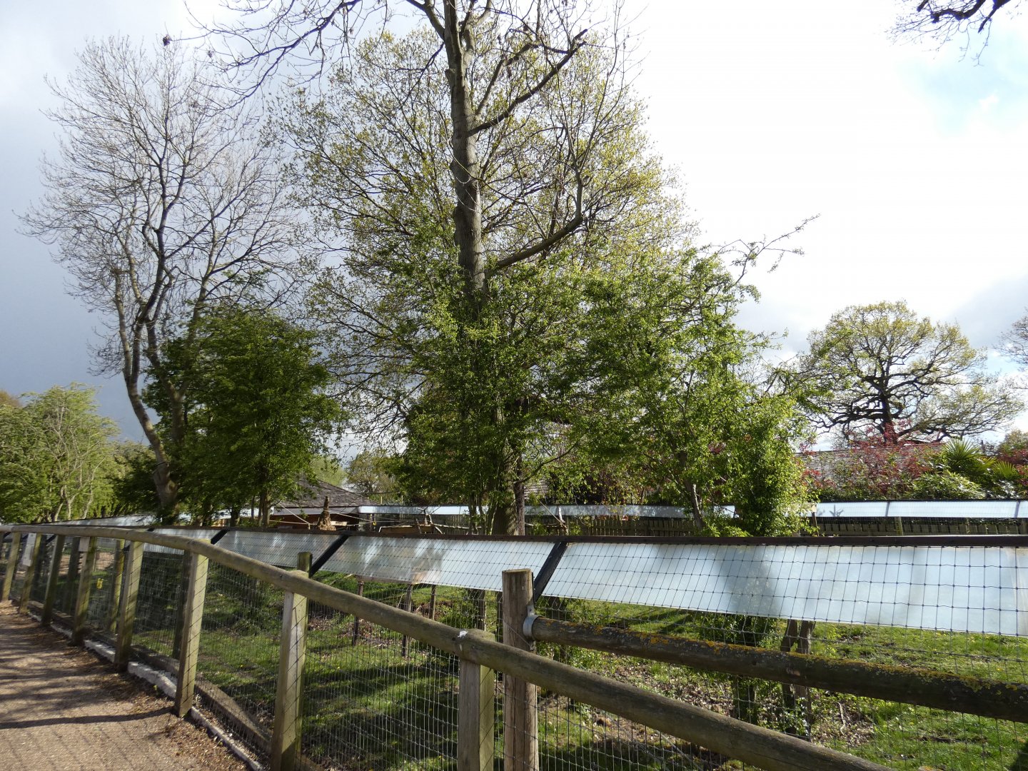Red howler and giant anteater enclosure