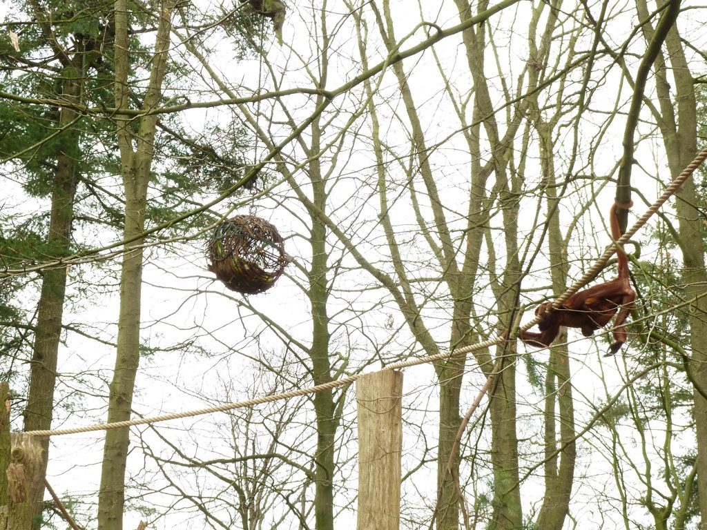 Red howler approaching food
