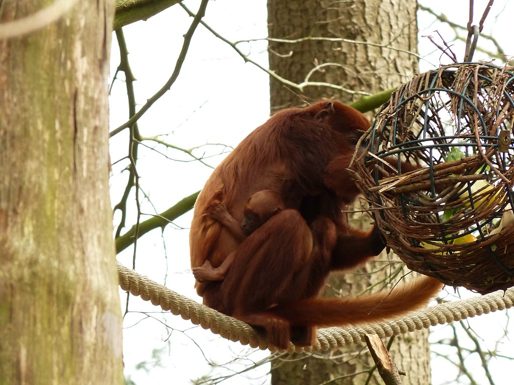 Red howler eating