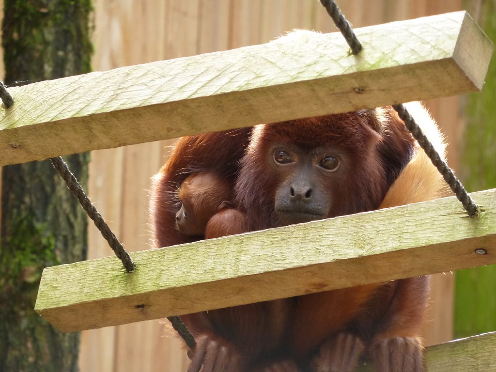 Red howler female with baby