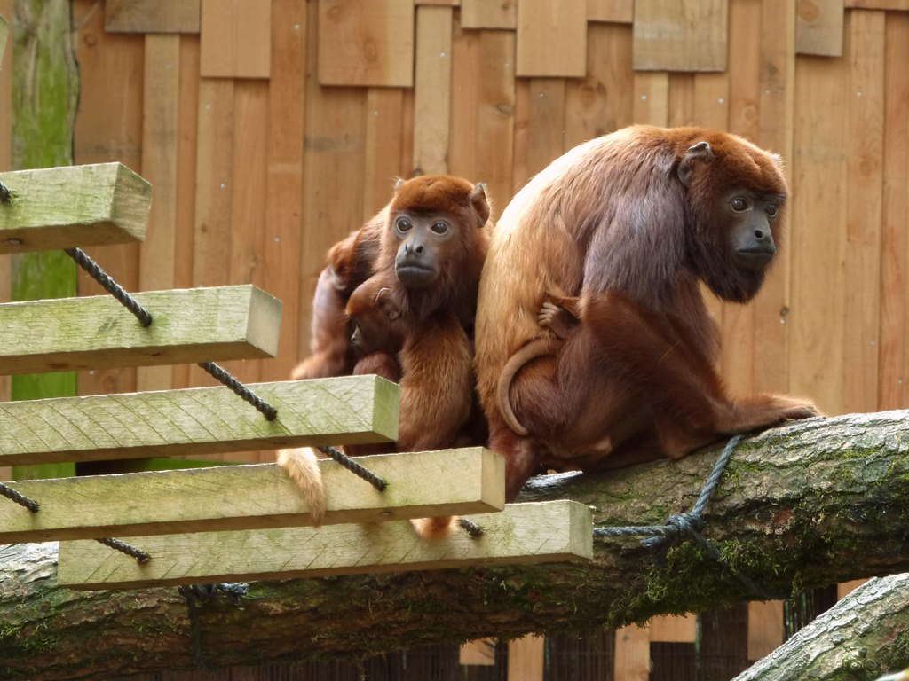 Red howler females with baby