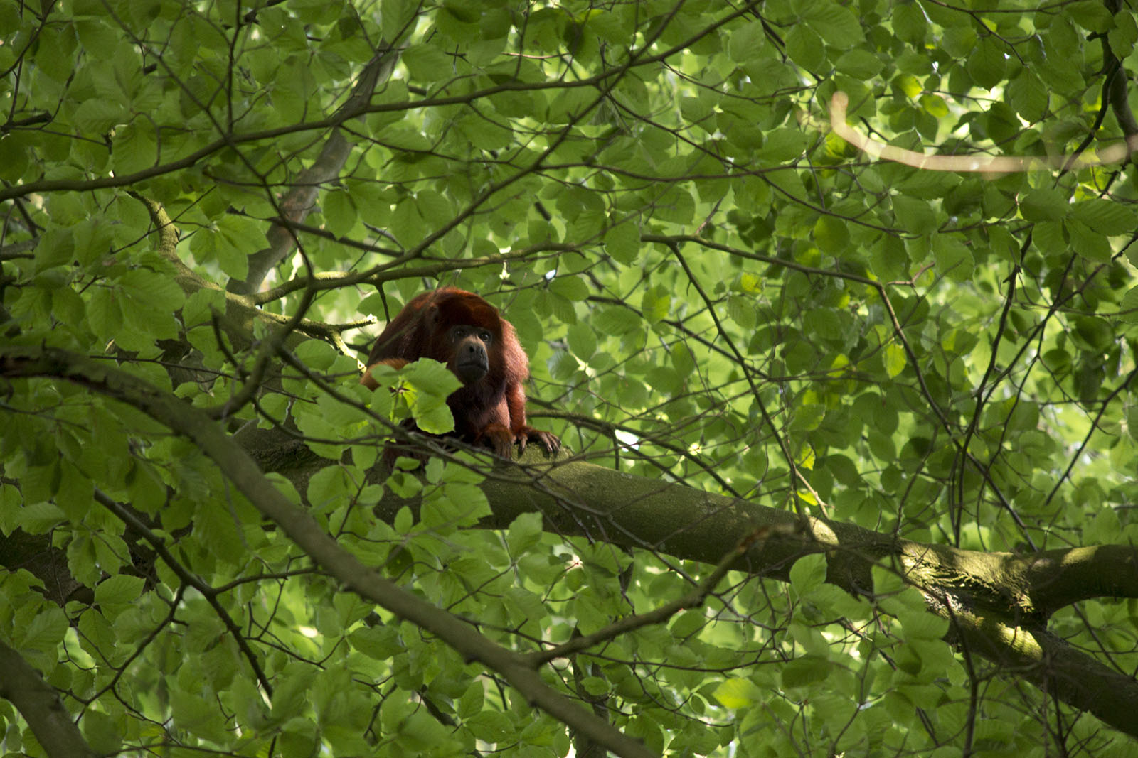 Red howler in the trees, 7/10/14