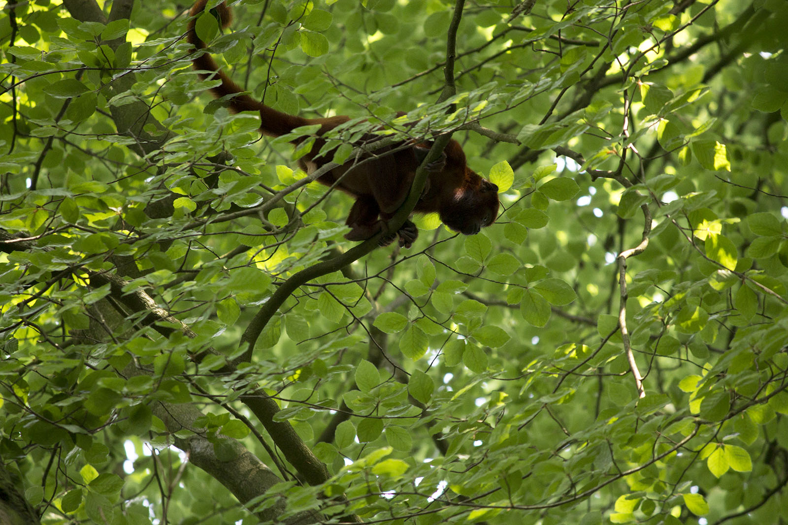 Red howler in the trees, 7/10/14
