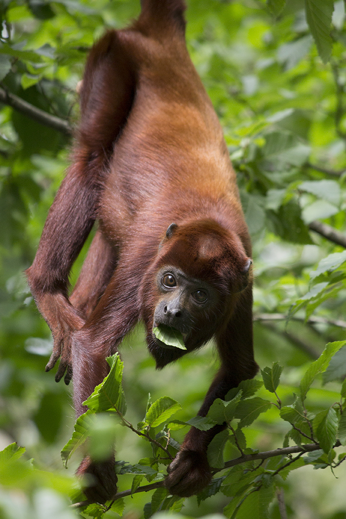 Red howler in the trees, 8/12/14